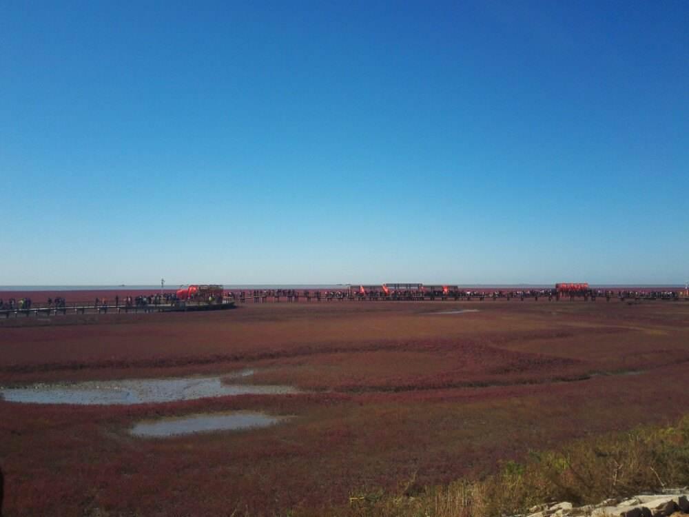 北京出发自驾观红海滩奇观，品盘锦稻田蟹、惬意辽河游船晚餐特色之旅2日游
