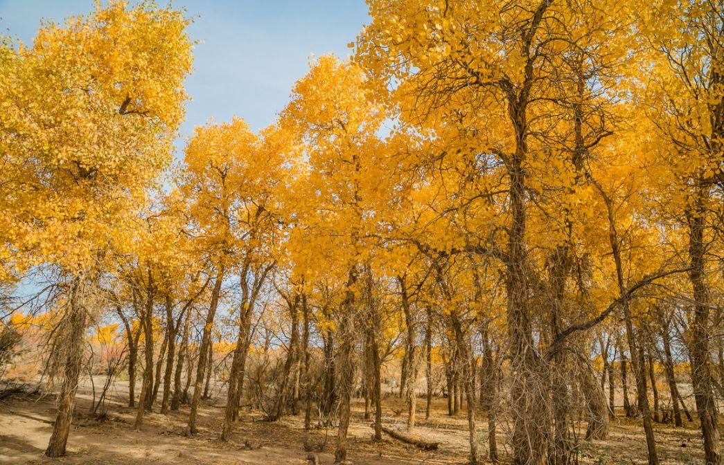 西安出发阿拉善额济纳7日自驾游：金色胡杨林-张掖七彩丹霞-居延海7日西北之旅