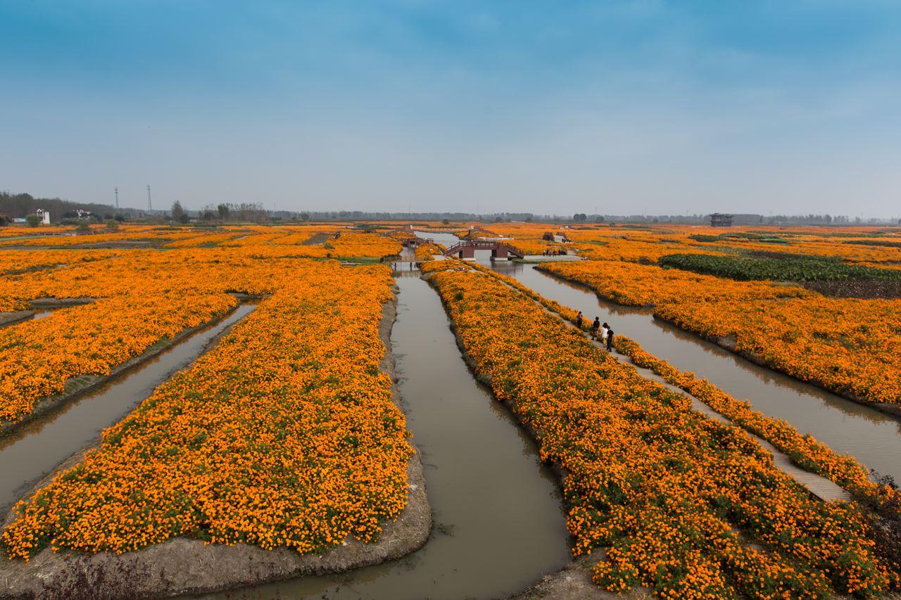 秋天周末无锡周边自驾游：兴化千垛花海-李中水上森林探寻中国”东方威尼斯“2日自驾游