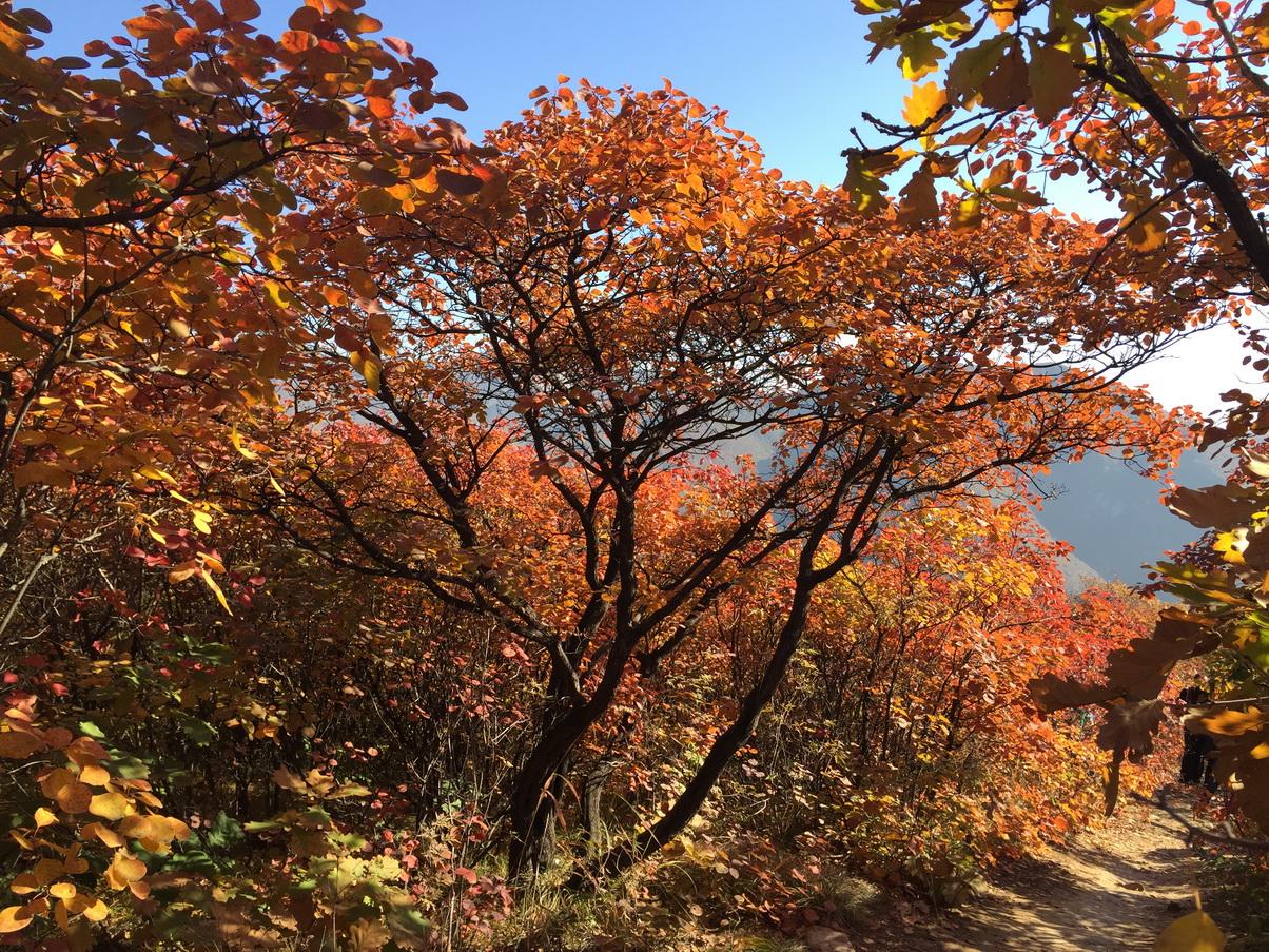 北京出发自驾坡峰岭：赏红幽岚山、品清真牛头、红井秋色醉美斜阳自驾1日游