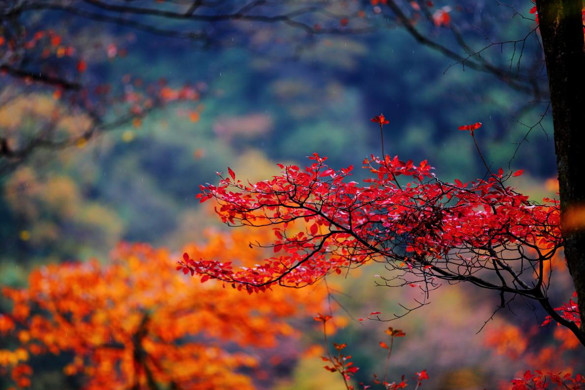 重庆出发到光雾山3天自驾：看亚洲最大红叶林，抓住秋天最后的尾巴！