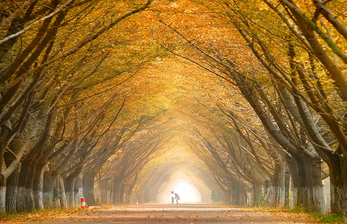 周末济南周边自驾游：邳州赏金秋银杏-泡五星临沂观塘温泉2日休闲自驾游