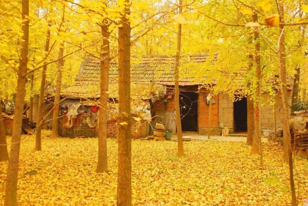 珠海周边赏秋自驾游：清远阳山千年银杏、高山温泉瀑布、粤北小漓江2日自驾