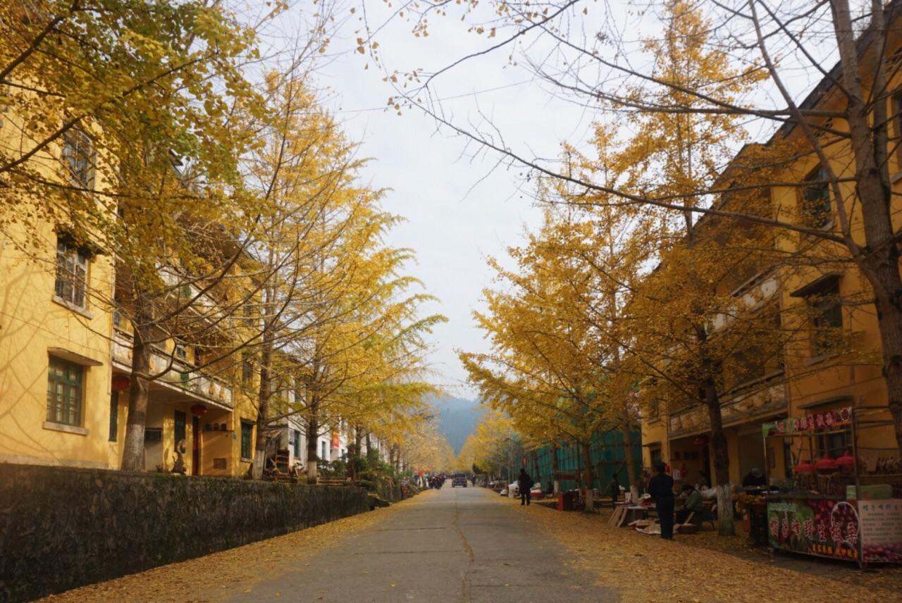 中山出发韶关2日自驾游：邂逅广东最美秋色南雄银杏古树、始兴红土地2天自驾