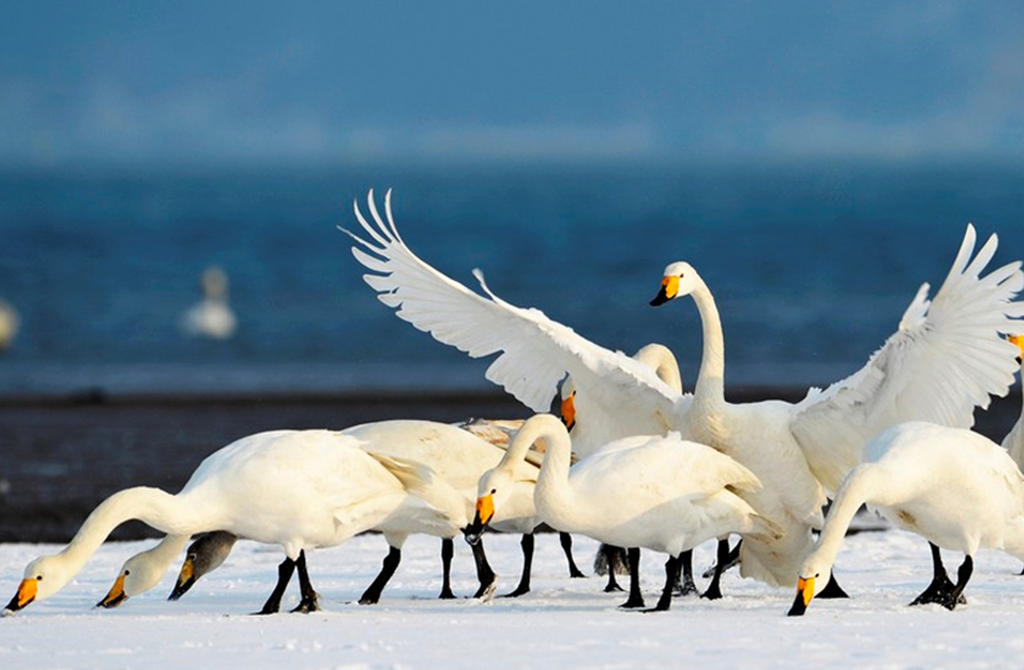北京出发山东半岛3日自驾游：梦幻天鹅湖，观海上日出，奢享温泉豪华海景酒店