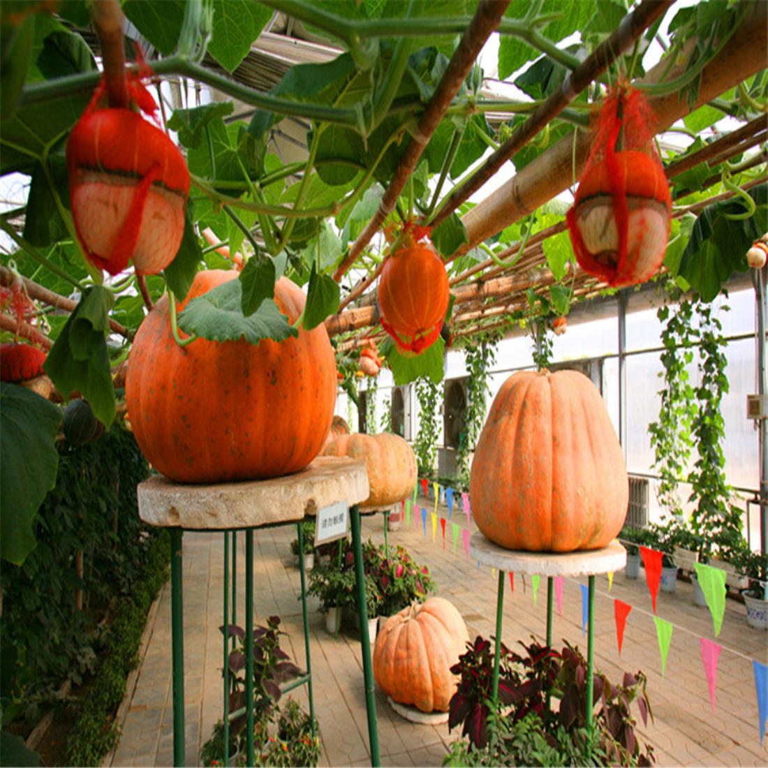 北京出发秦皇岛2日自驾游：集发观光园、阿尔卡迪亚温泉酒店2日自驾之旅