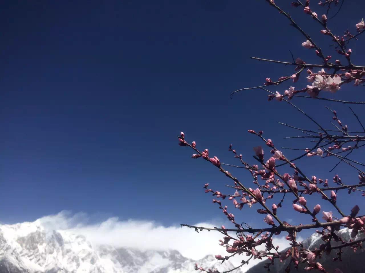 拉萨集合9日西藏林芝桃花节自驾游：林芝桃花沟-羊卓雍措-布达拉宫-然乌湖9日自驾游