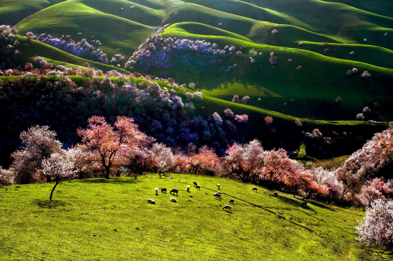 新疆出发伊宁集合6日自驾游：赛里木湖+果子沟大桥+那拉提+唐布拉探寻自驾之旅