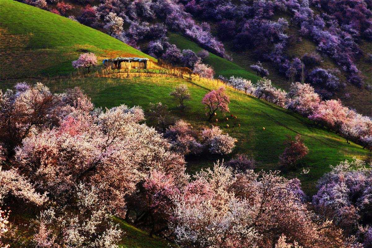 新疆乌鲁木齐集合8日伊犁自驾游：安集海大峡-赛里木湖-博斯腾湖-伊犁杏花沟8日环线伊犁