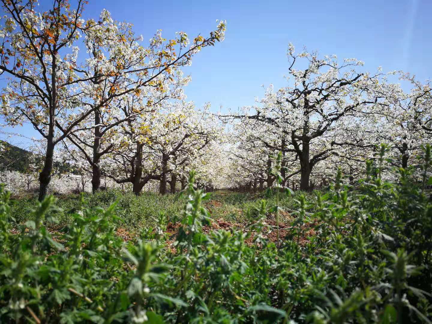 北京出发秦皇岛官场2日自驾：冀东梨花海、古长城、桃林湖、豪华海景酒店2日休闲游