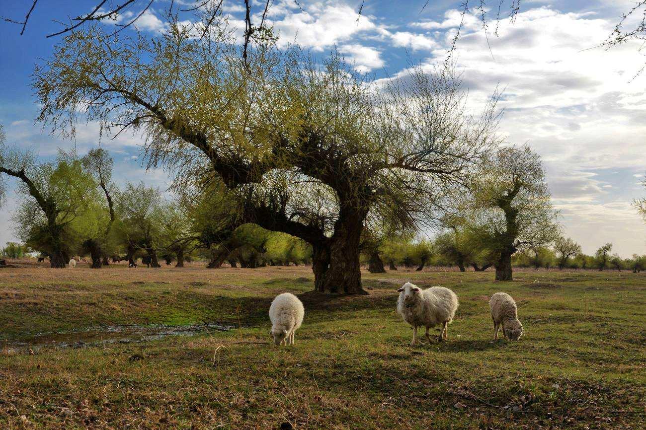 北京出发内蒙古3日自驾游：宝古图沙漠-孟家段国家湿地-怪柳林3日自驾