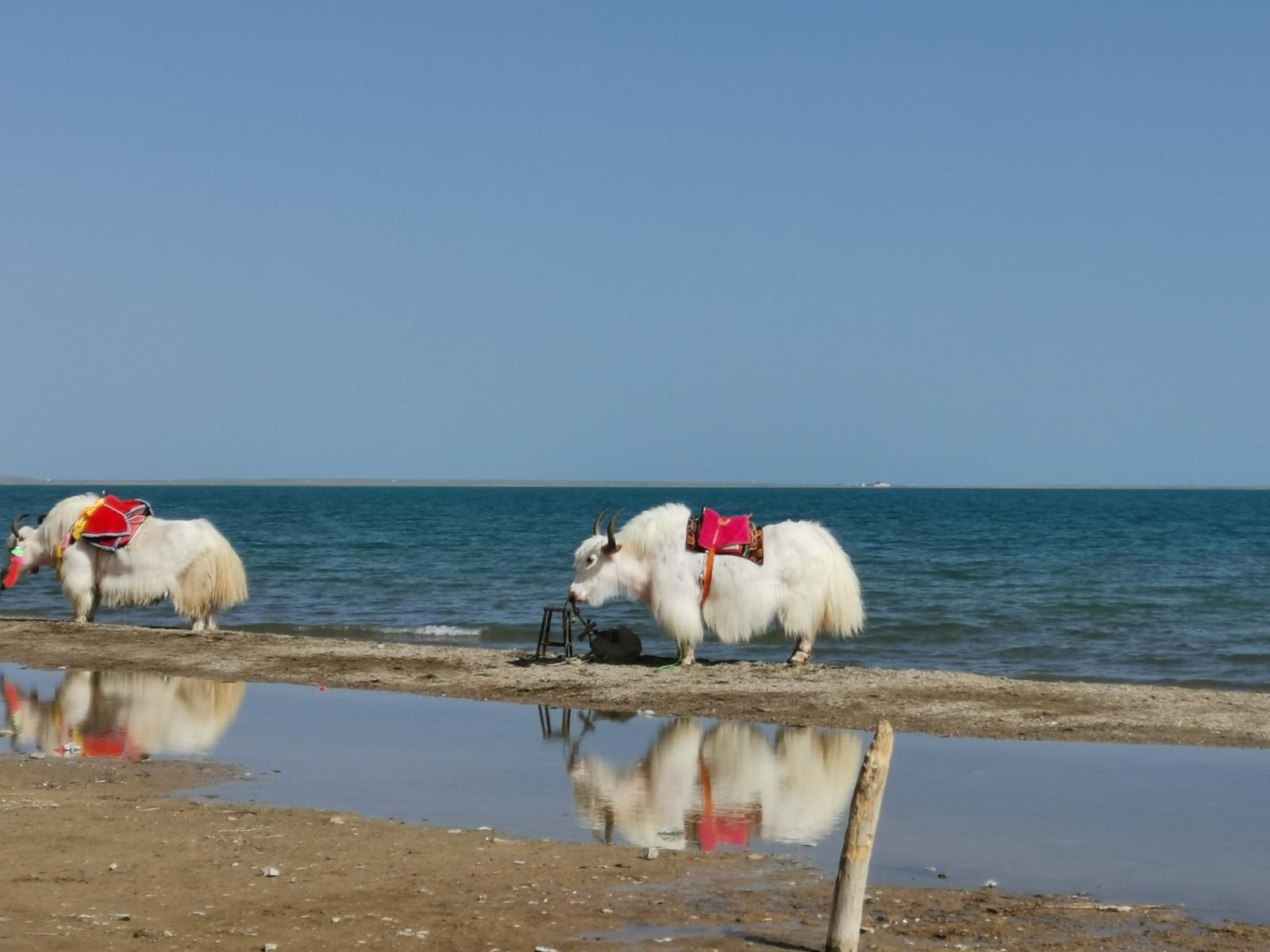西安出发青海6日自驾游：青海湖+门源油菜花+茶卡盐湖+塔尔寺6日自驾游