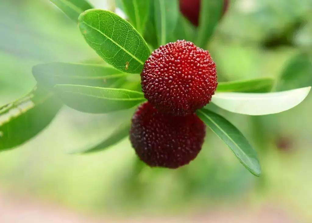 武汉出发金华4天自驾：龙游石窟-神仙居景区-横溪杨梅采摘园4天自驾游