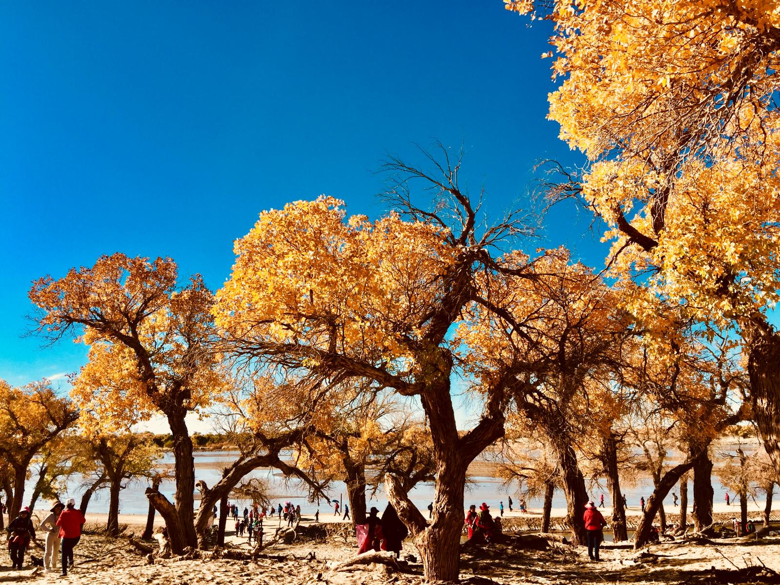 重庆出发额济纳旗8日自驾游：张掖-胡杨林-银川-居延海8日大环线西北自驾游