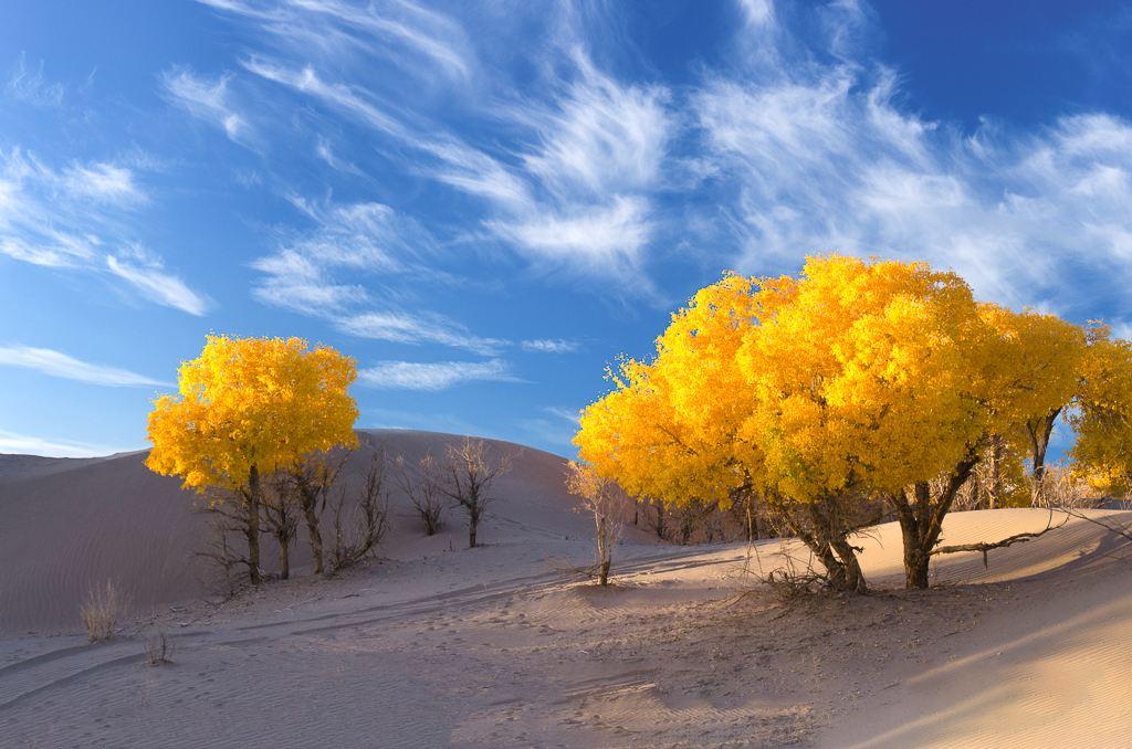 北京出发内蒙额济纳旗8日自驾游：胡杨林-黑水城-波浪谷8日西北自驾游