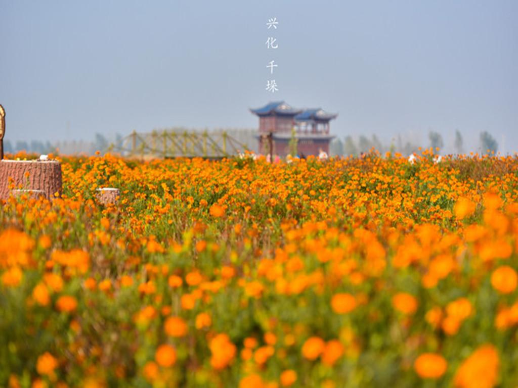 江苏泰州1日自驾游：兴化千垛赏菊-李中水上森林公园1日品蟹美食自驾游