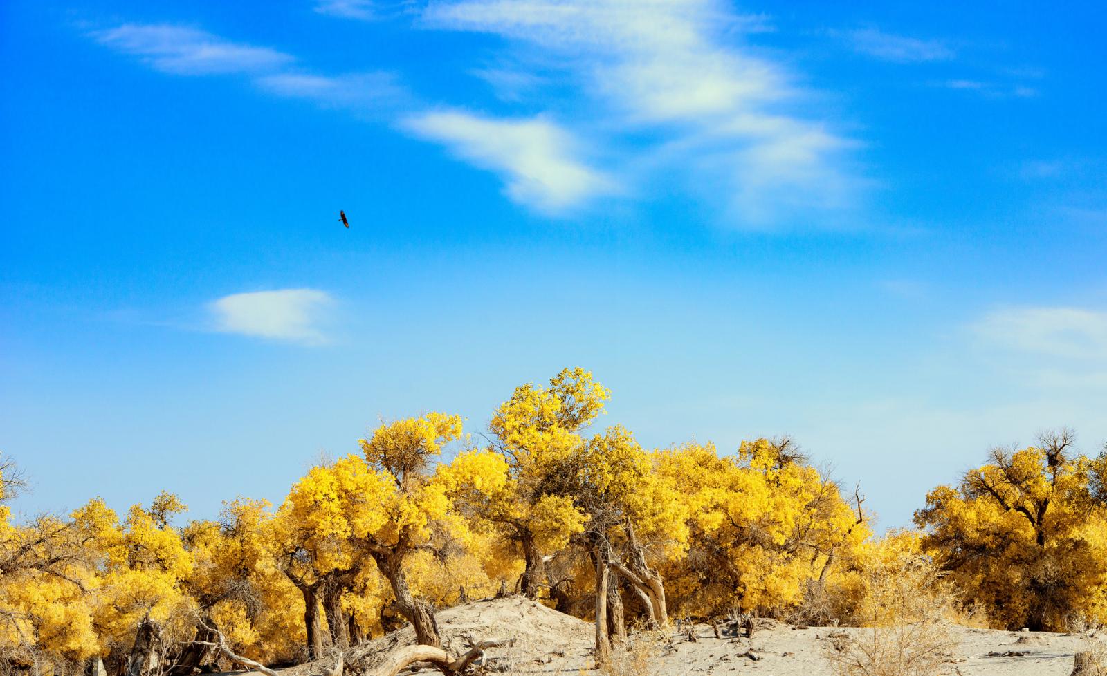 兰州集合青海7日自驾游：翡翠湖-水上雅丹-格尔木胡杨林-冷龙岭7日金秋青海自驾游