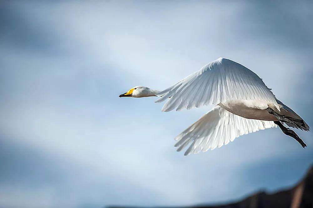 济南周边3日亲子自驾游：天鹅湖-稀有动物园-牟氏庄园-养生温泉3日休闲自驾游