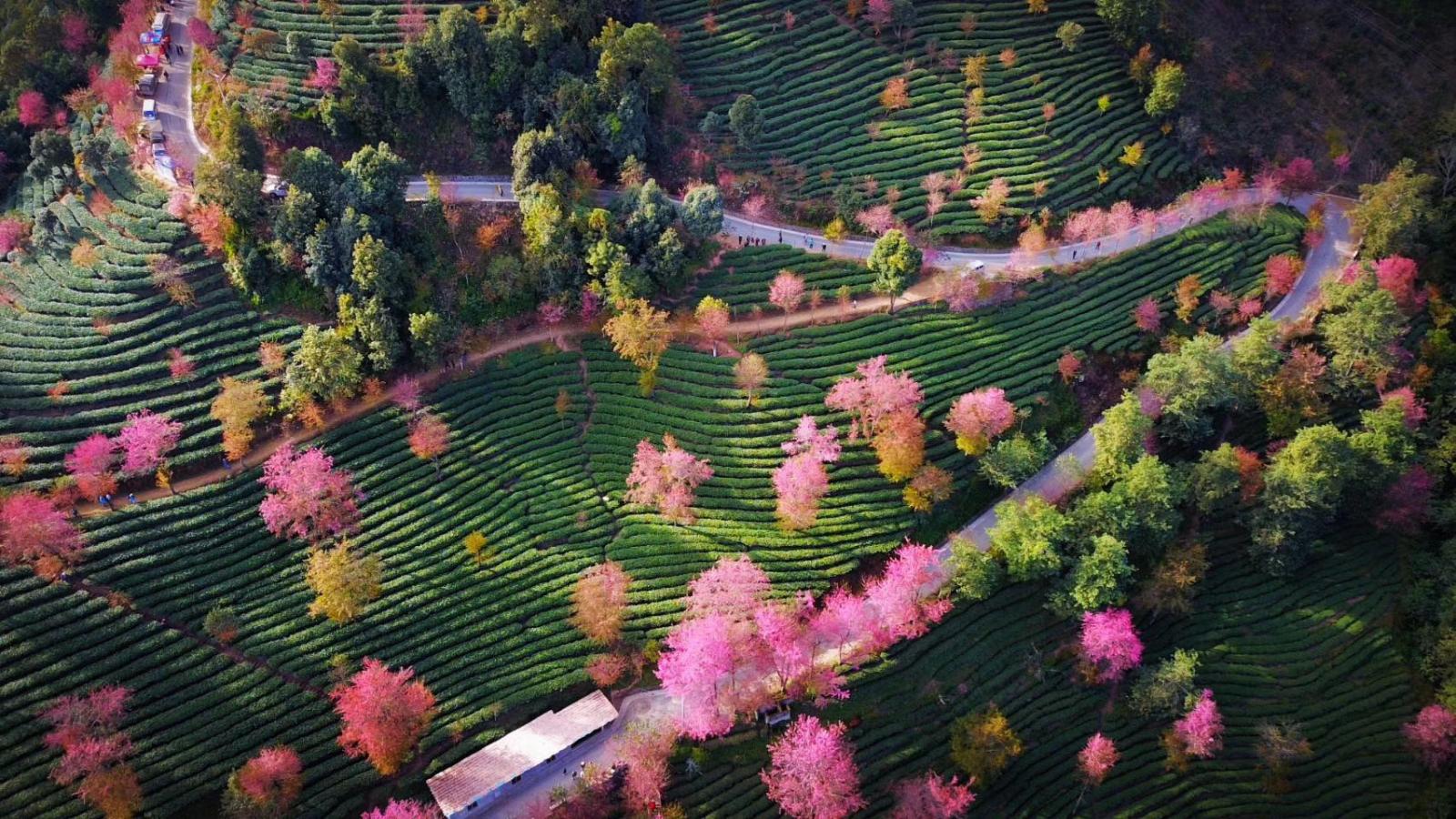 2023国庆 | 环游广西 德天大瀑布•友谊关•花山岩画•东兴口岸•万尾金滩6日自驾