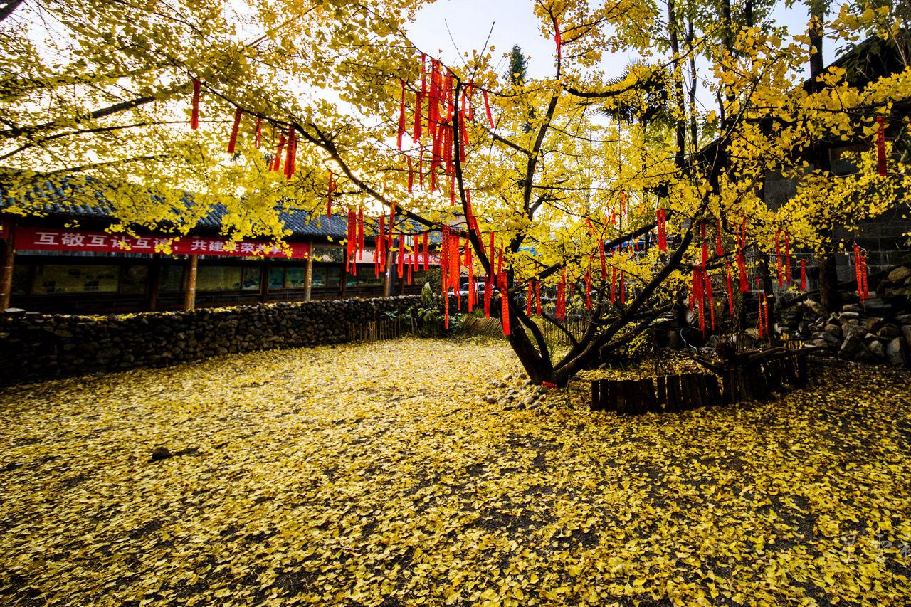 重庆出发腾冲自驾游：【腾冲知秋】腾冲银杏村•樱花谷•大理•和顺古镇•西昌•火盆烧烤•滇池•热海7日自驾