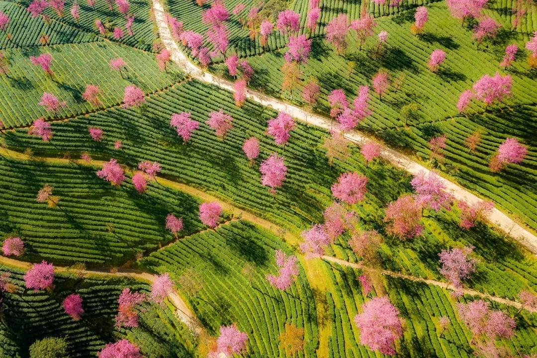 山东出发落地云南8日游：昆明-大理古城-和顺古城-洱海-火山公园-银杏村-樱花谷美景赏析自驾游