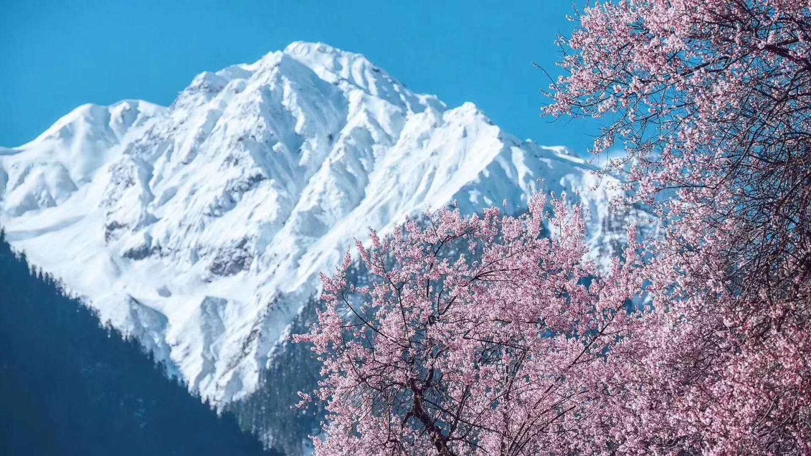 江西南昌出发西藏17日自驾游：G318川藏线-林芝桃花节-G109青藏线天路自驾