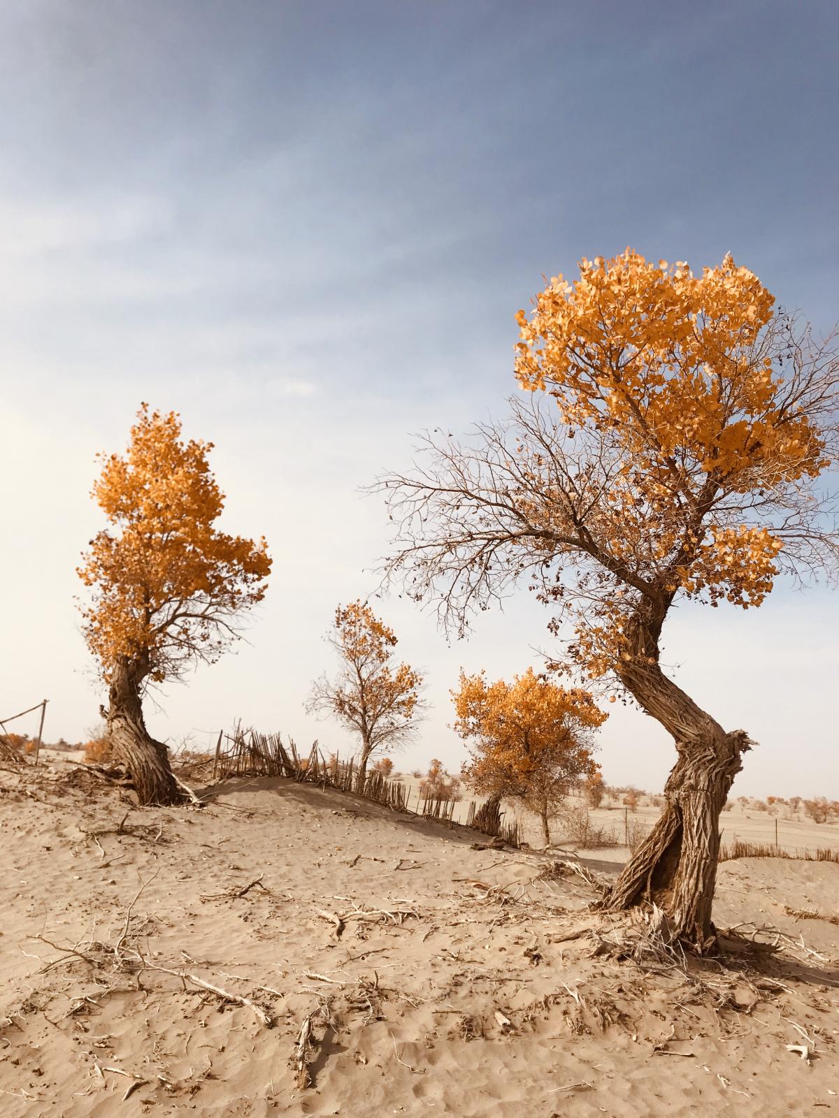 乌鲁木齐集合南疆11天大环线：胡杨林-喀什老城-塔克拉玛干沙漠-和田11天落地自驾游