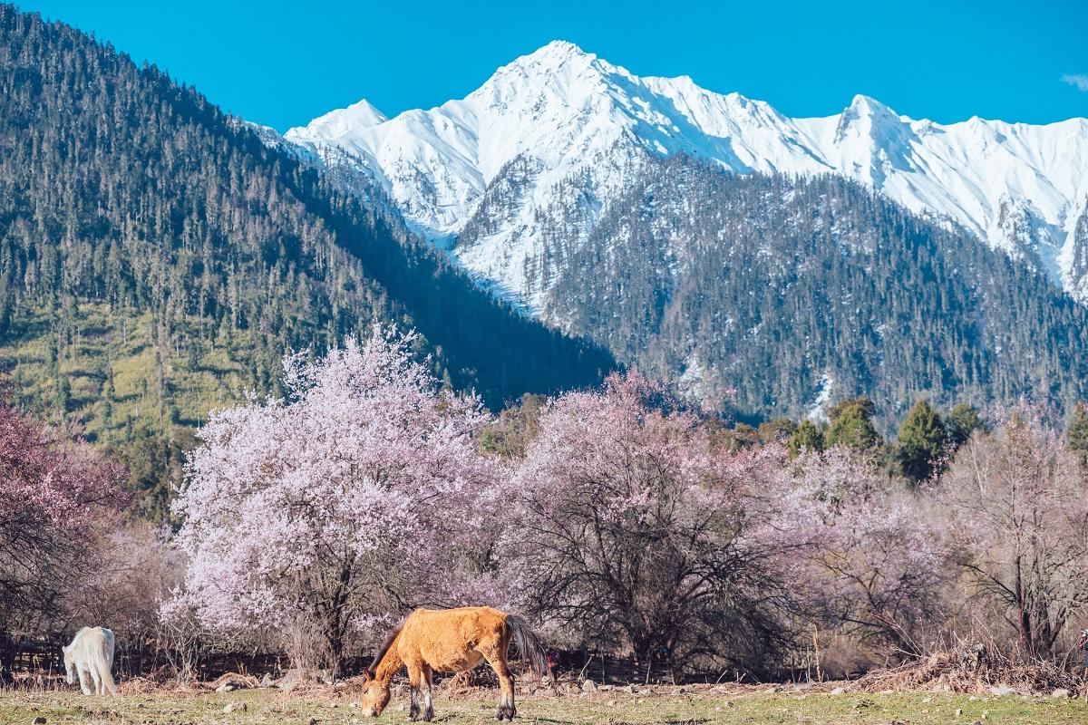 成都出发贵州5日自驾游：兴义万峰林-罗平油菜花-东川红土地5日赏花自驾