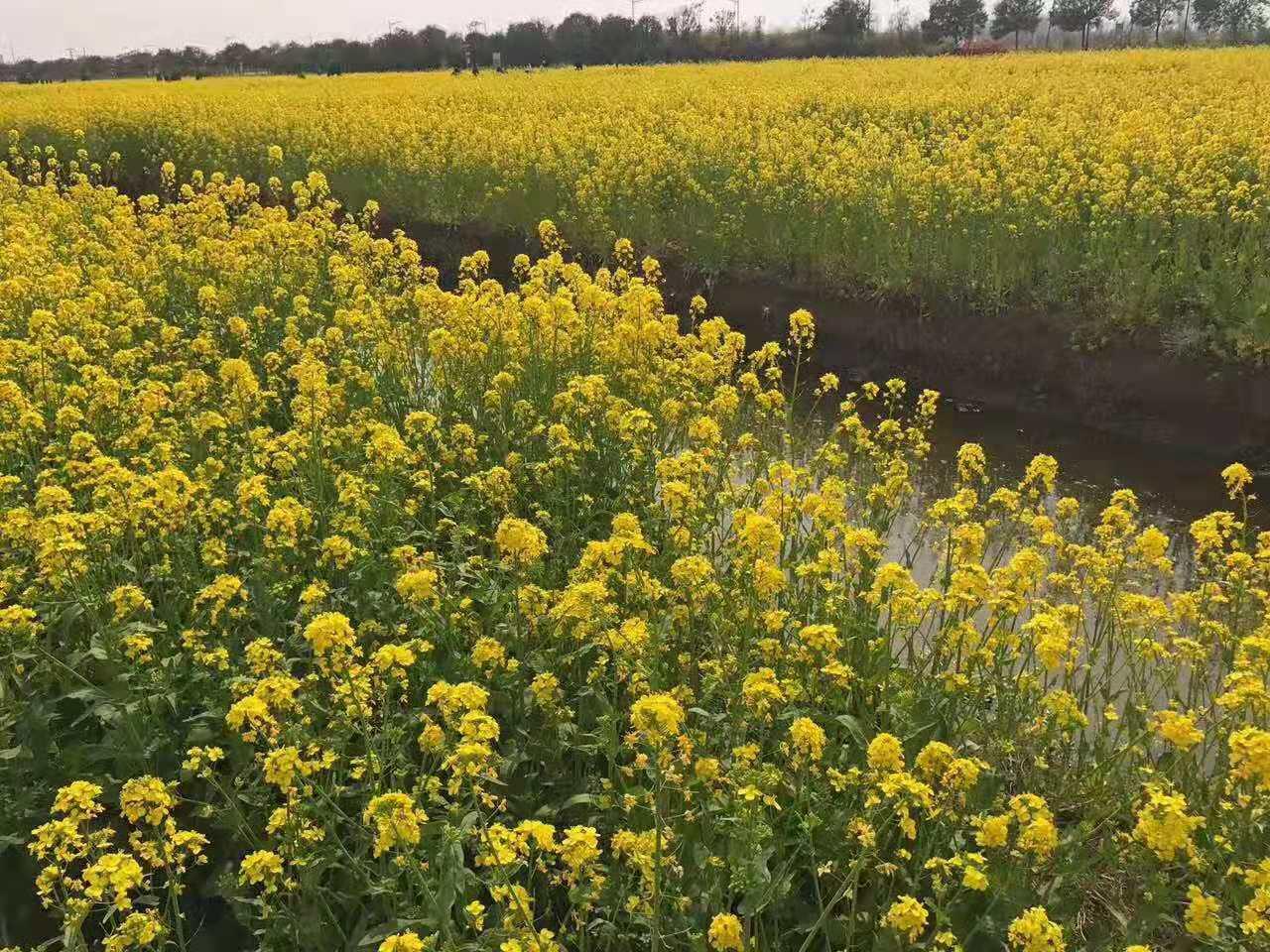 北京出发江苏5日自驾游：台儿庄古城-李中水上森林公园-千垛5日自驾游