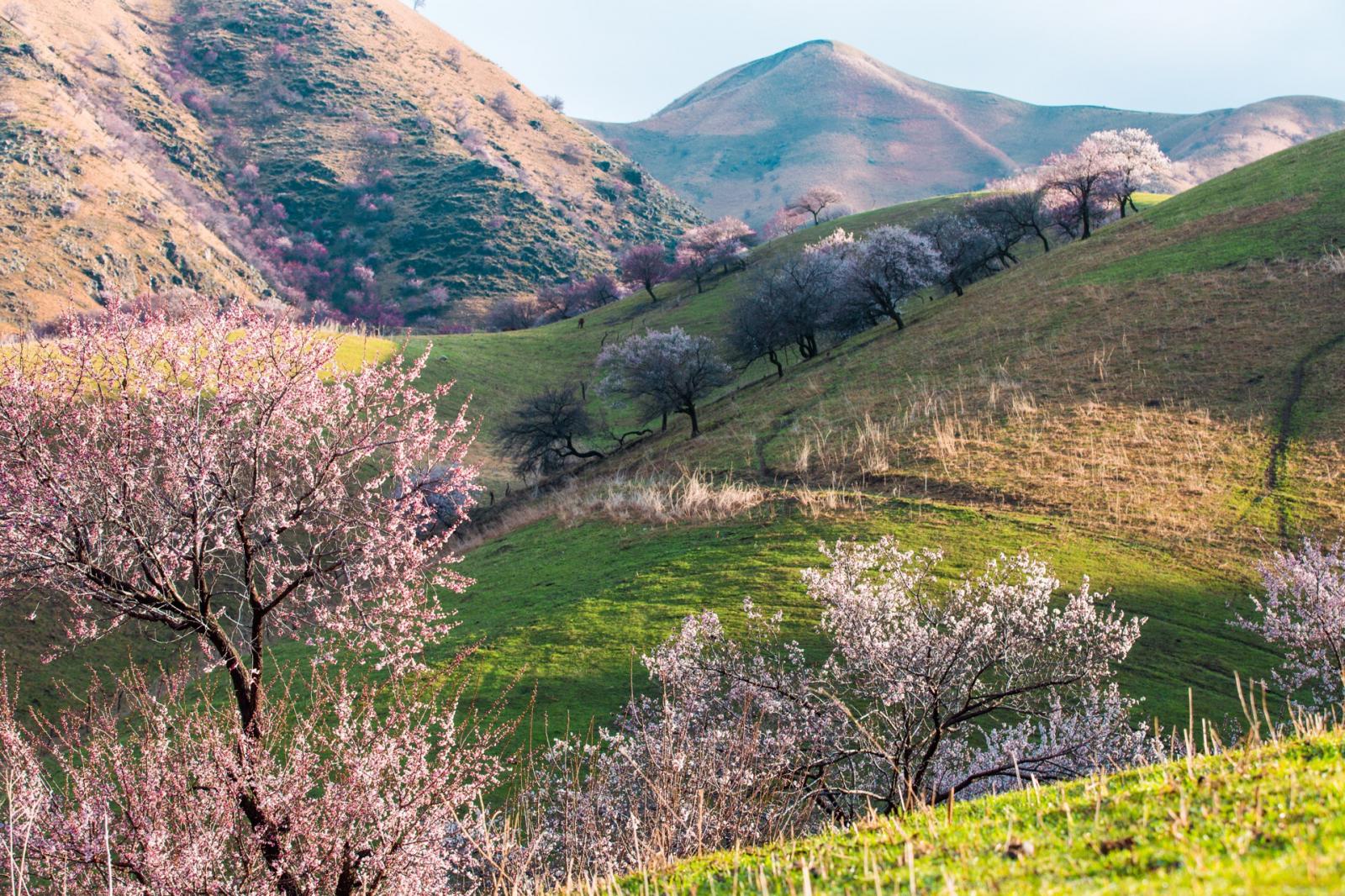 乌鲁木齐集合西疆伊犁杏花节7日自驾路书：赛里木湖-吐尔根杏花沟-那拉提7日新疆自驾游