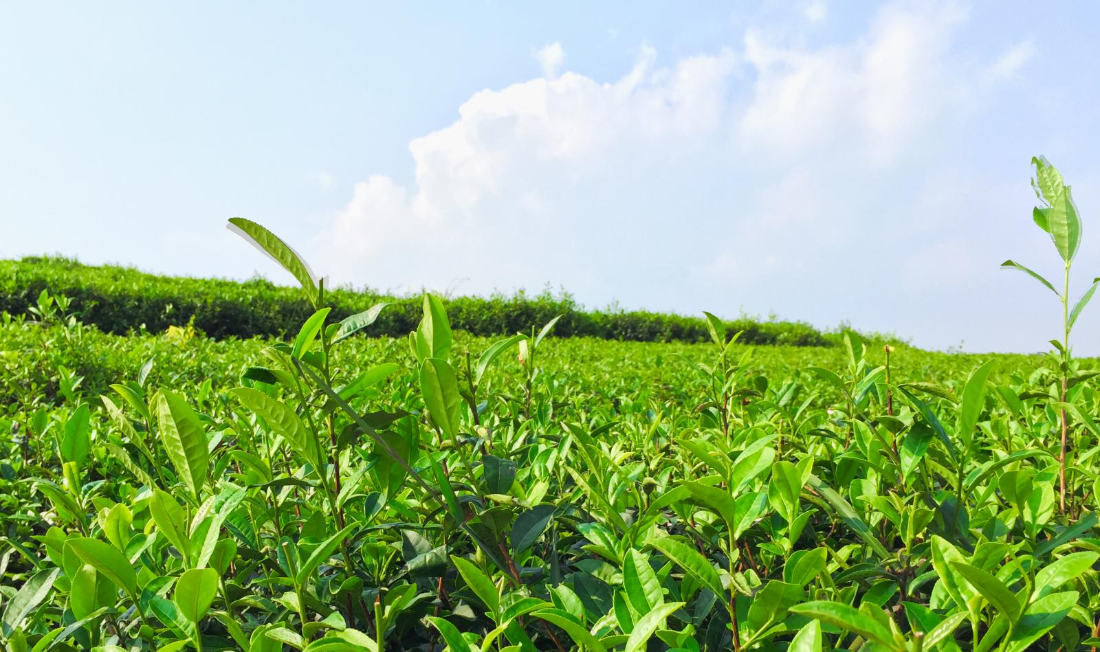 长沙到益阳两日自驾路书:长沙到茶马古道、洞市老街，黑茶故乡关山探险二日自驾游