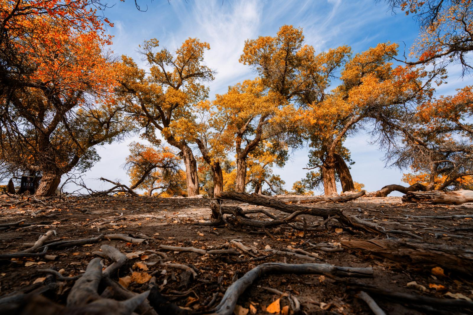 成都出发西北额济纳11日自驾游：额济纳旗-壶口瀑布-镇北堡影视城-嘉峪关-张掖丹霞11日赏秋自驾
