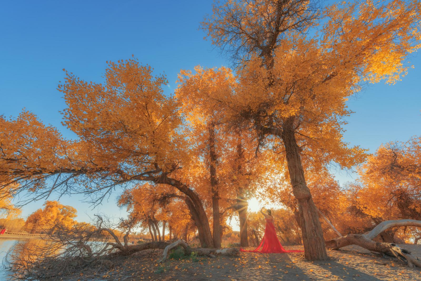 【错峰出行】兰州集结看额济纳旗胡杨林：金秋胡杨-额济纳旗-居延海-张掖丹霞地貌-镇北堡影视城8日自驾游