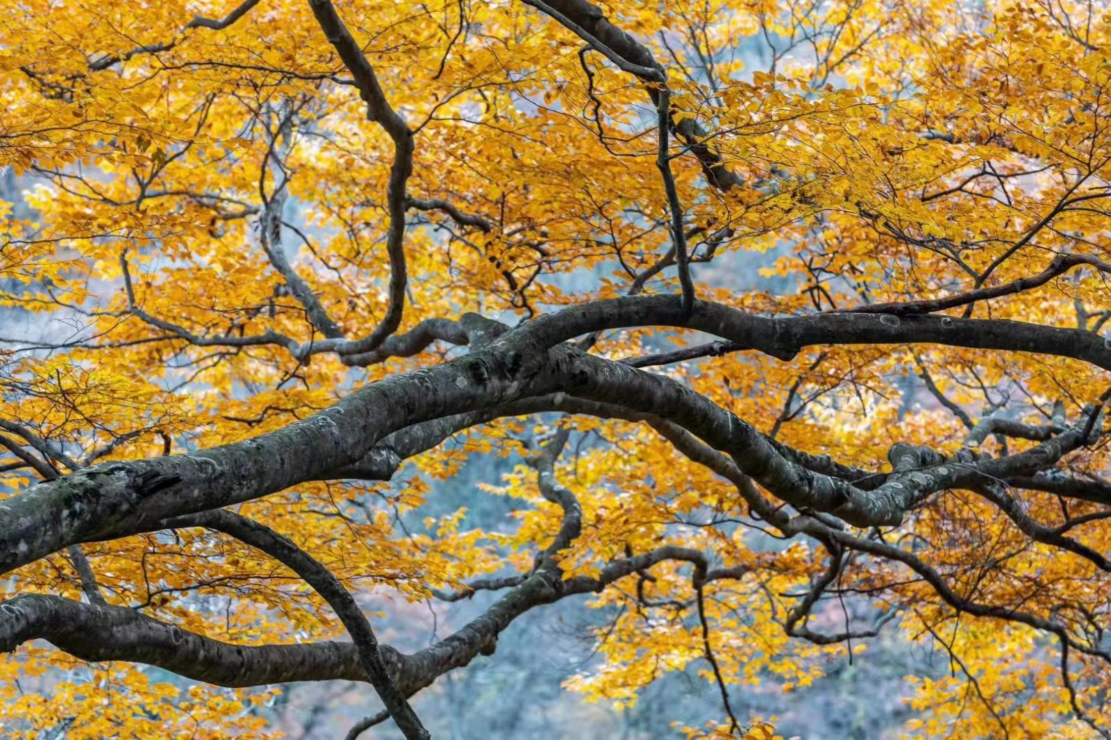 成都出发光雾山红叶3日自驾：恩阳古镇-光雾山十八月潭-米仓山森林公园3日赏秋自驾游