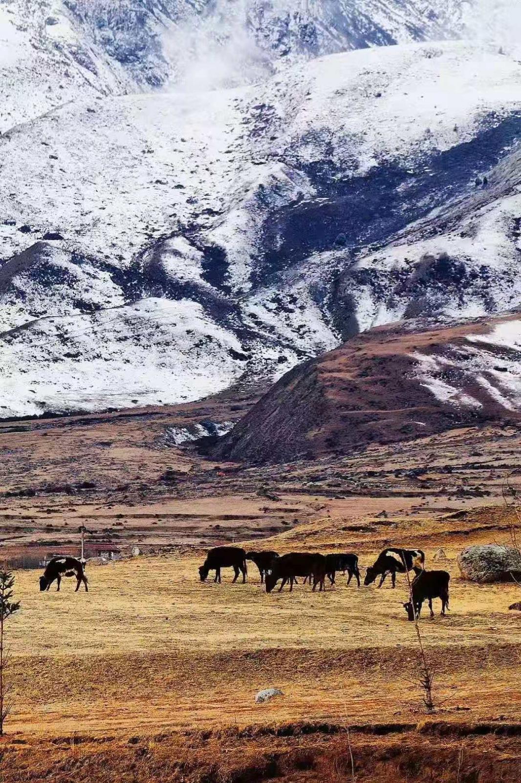 成都出发川藏线珠峰阿里16日自驾游：川藏318-扎西岗村-布达拉宫-羊卓雍措-珠穆朗玛峰-扎日南木措-色林措-翡翠湖16日自驾游