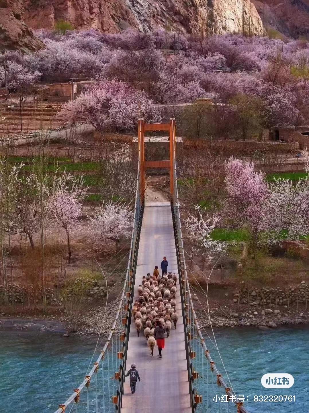 杏花微雨丨邂逅帕米尔醉美春天  喀什古城—慕士塔格峰—瓦罕走廊—盘龙古道—塔莎古道—塔尔乡杏花村6日游
