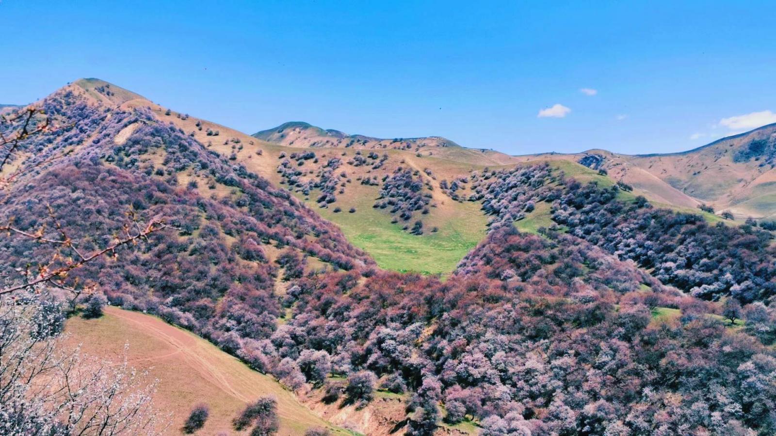 乌鲁木齐集合新疆伊犁7日自驾游：花开伊犁吐尔根杏花沟- 大西沟杏花沟-那拉提-库木塔格沙漠7日自驾