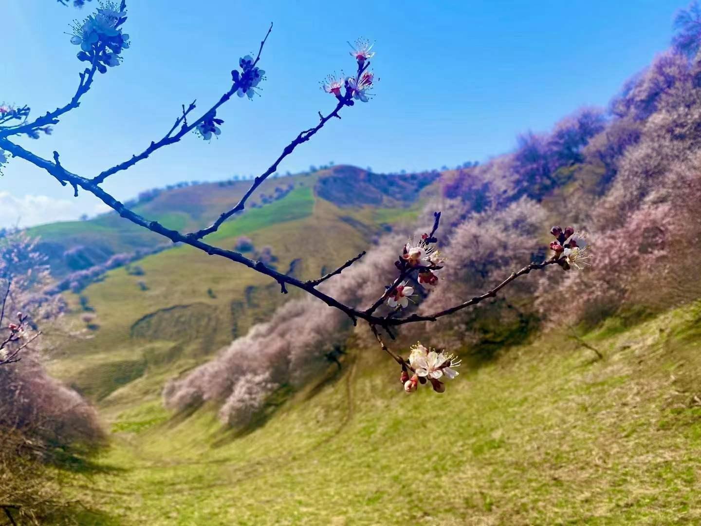 乌鲁木齐集合伊犁杏花8日自驾游：赛里木湖-大西沟杏花-吐尔根杏花-那拉提-特克斯八封城-环线不走回头路