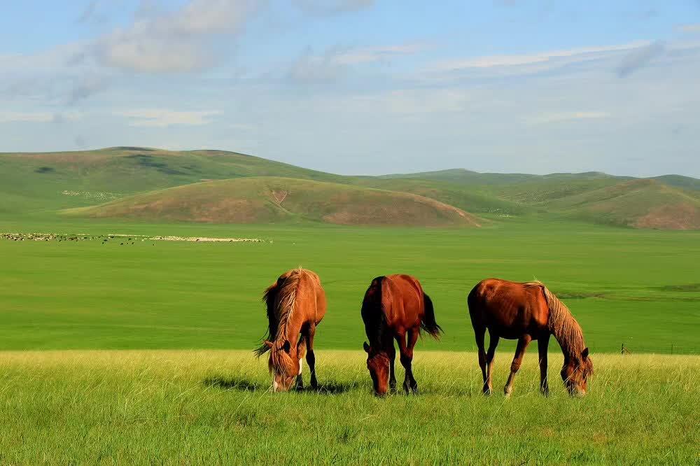 海拉尔集合呼伦贝尔5日小环线自驾游：金夏草原额尔古纳-恩和-中俄边境卡线-黑山头-满洲里-呼伦湖5日游