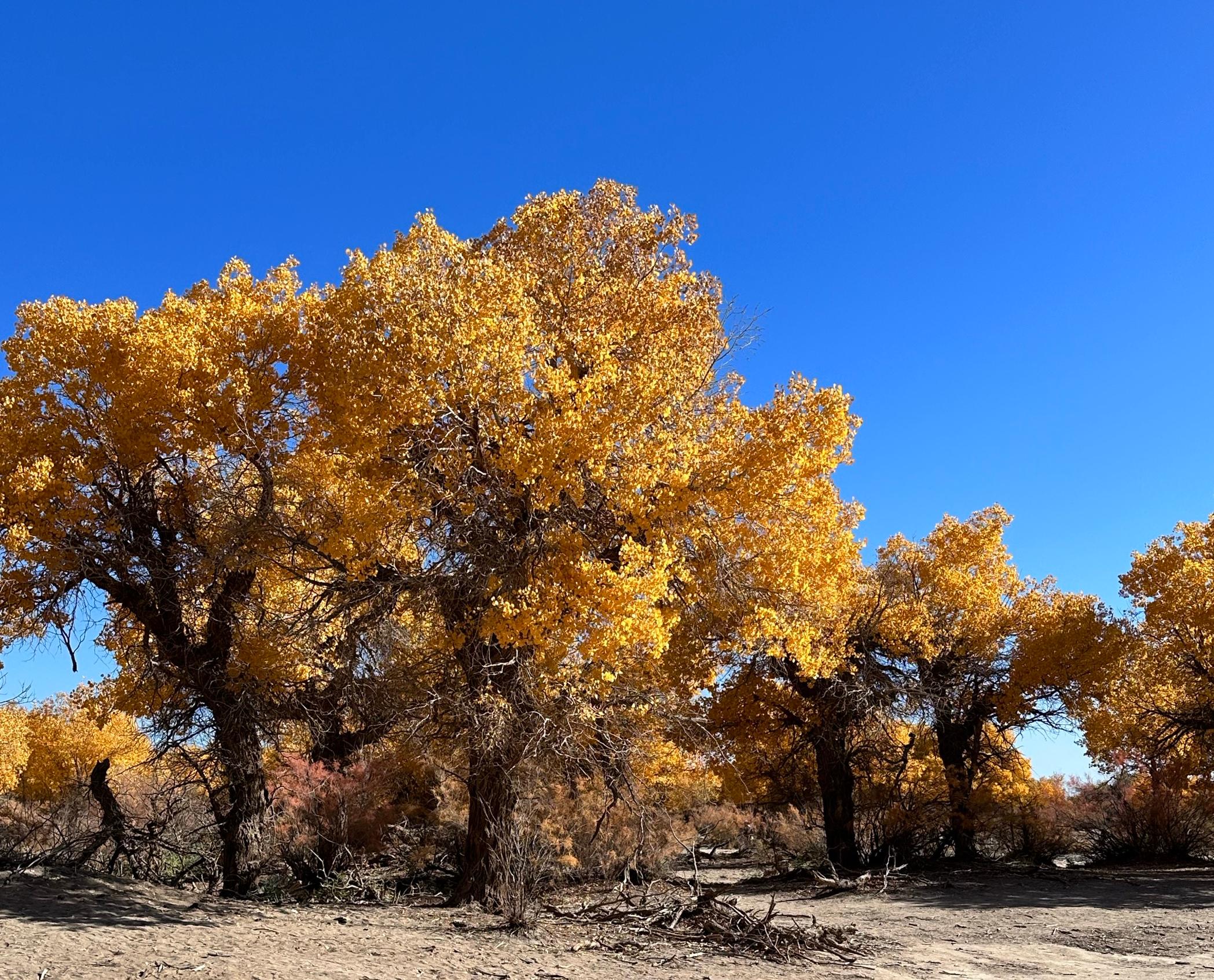 成都出发甘肃内蒙8日自驾游：【金秋胡杨】河西走廊-嘉峪关-金塔胡杨-额济纳胡杨林-西安8日自驾