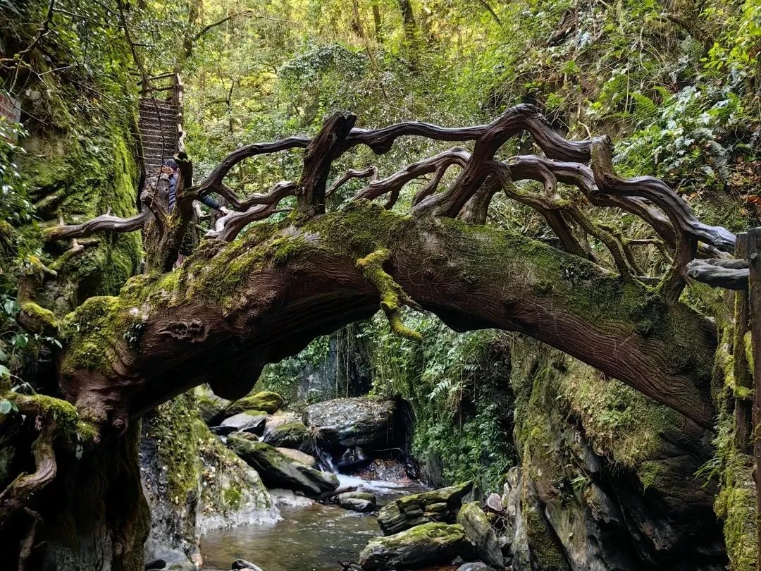 重庆出发云南【勇闯哀牢山】哀牢山秘境探险-石门峡-南恩瀑布-石屏古城-异龙湖-抚仙湖5日游
