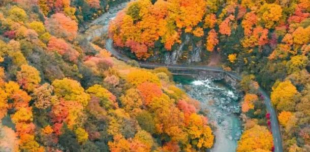 武汉出发秦岭赏秋7日自驾路书：探秦岭秘境赏秦巴秋色，华阳古镇-太洋公路-黄柏塬大箭沟-光雾山-大自驾网