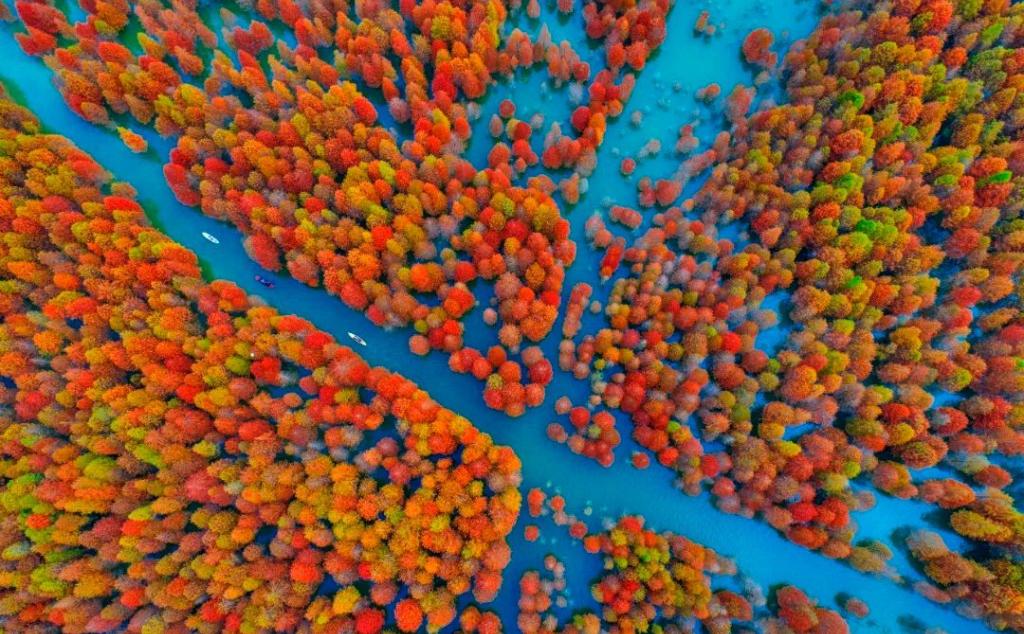 武汉出发安徽皖南4日自驾游：【皖南秋色】落羽红杉林-皖南小川藏线-水墨汀溪-犁桥水镇-大通古镇4日游