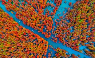 武汉出发安徽皖南4日自驾游：【皖南秋色】落羽红杉林-皖南小川藏线-水墨汀溪-犁桥水镇-大通古镇4日游-推荐