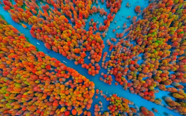 武汉出发安徽皖南4日自驾游：【皖南秋色】落羽红杉林-皖南小川藏线-水墨汀溪-犁桥水镇-大通古镇4日游