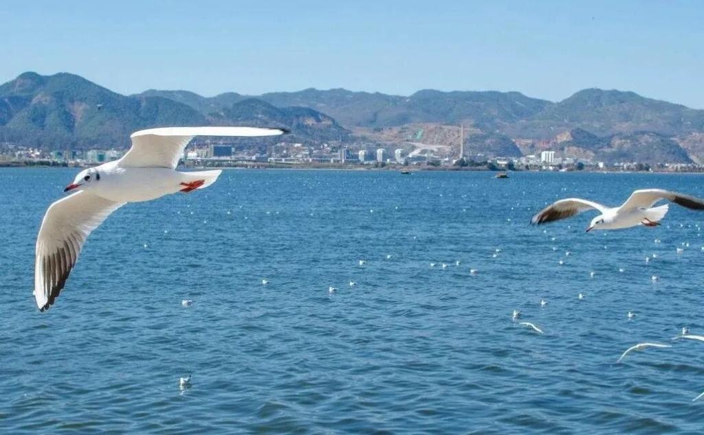 昆明集合云南落地自驾8日自驾游：【七彩云南】大理-腾冲银杏-和顺古镇-巍山古城-无量山樱花谷-楚雄