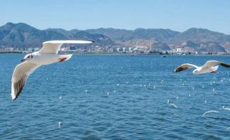 昆明集合云南落地自驾8日自驾游：【七彩云南】大理-腾冲银杏-和顺古镇-巍山古城-无量山樱花谷-楚雄-推荐