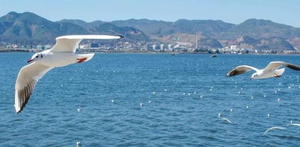 昆明集合云南落地自驾8日自驾游：【七彩云南】大理-腾冲银杏-和顺古镇-巍山古城-无量山樱花谷-楚雄