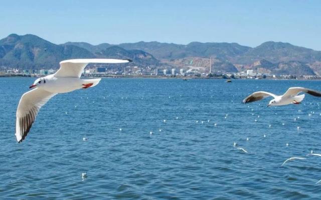 昆明集合云南落地自驾8日自驾游：【七彩云南】大理-腾冲银杏-和顺古镇-巍山古城-无量山樱花谷-楚雄