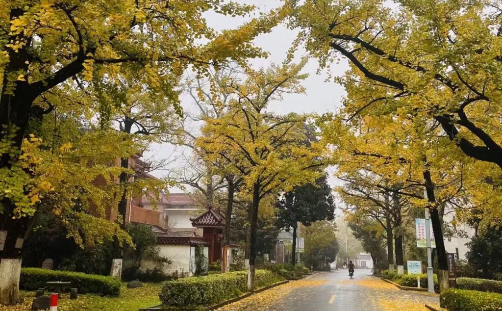 合肥出发浙江3日自驾游：【浙北秋色】浙江醉美秋色四明山盘山公路十里古银杏长廊3日游